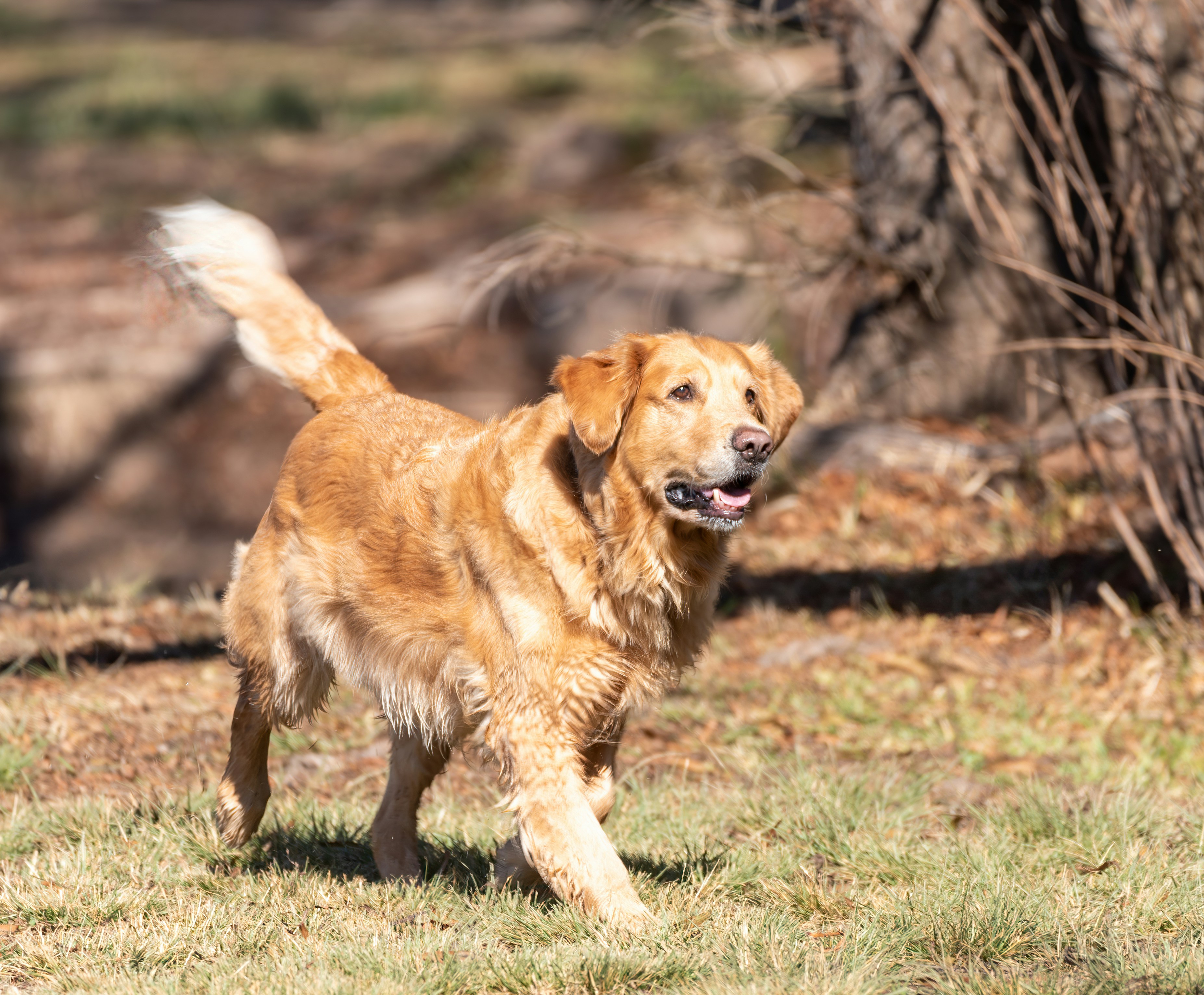 Golden retriever puppy running on green grass field during daytime