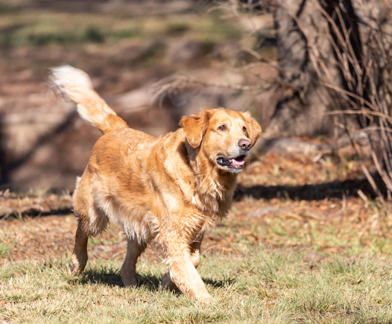 Teddy, Golden retriever