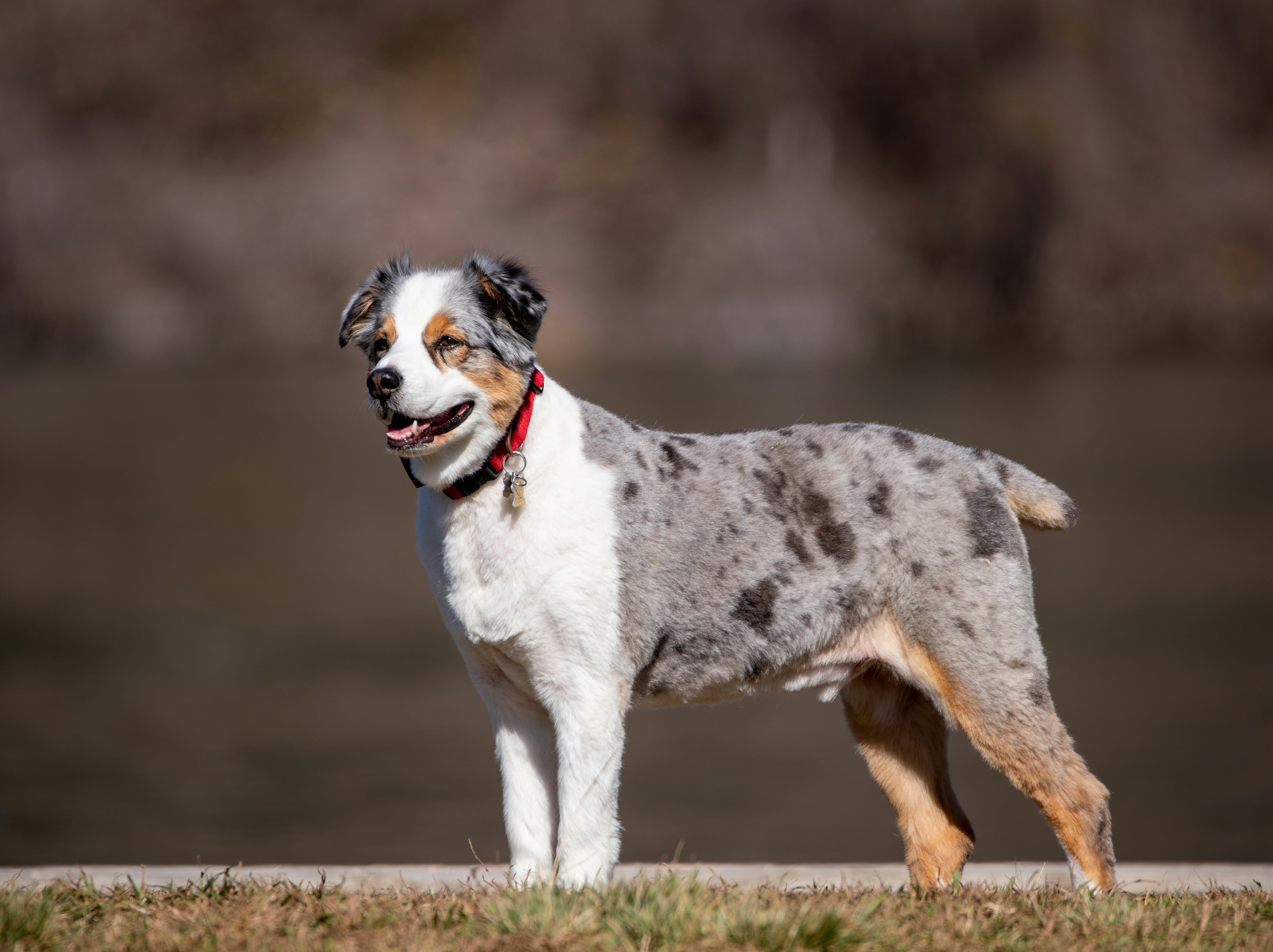 white and black short coat medium sized dog on green grass field during daytime