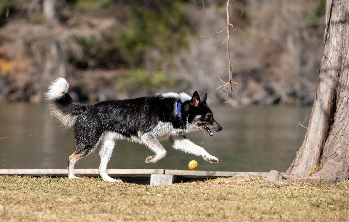 Border Collie preto e branco correndo no gramado com brinquedo