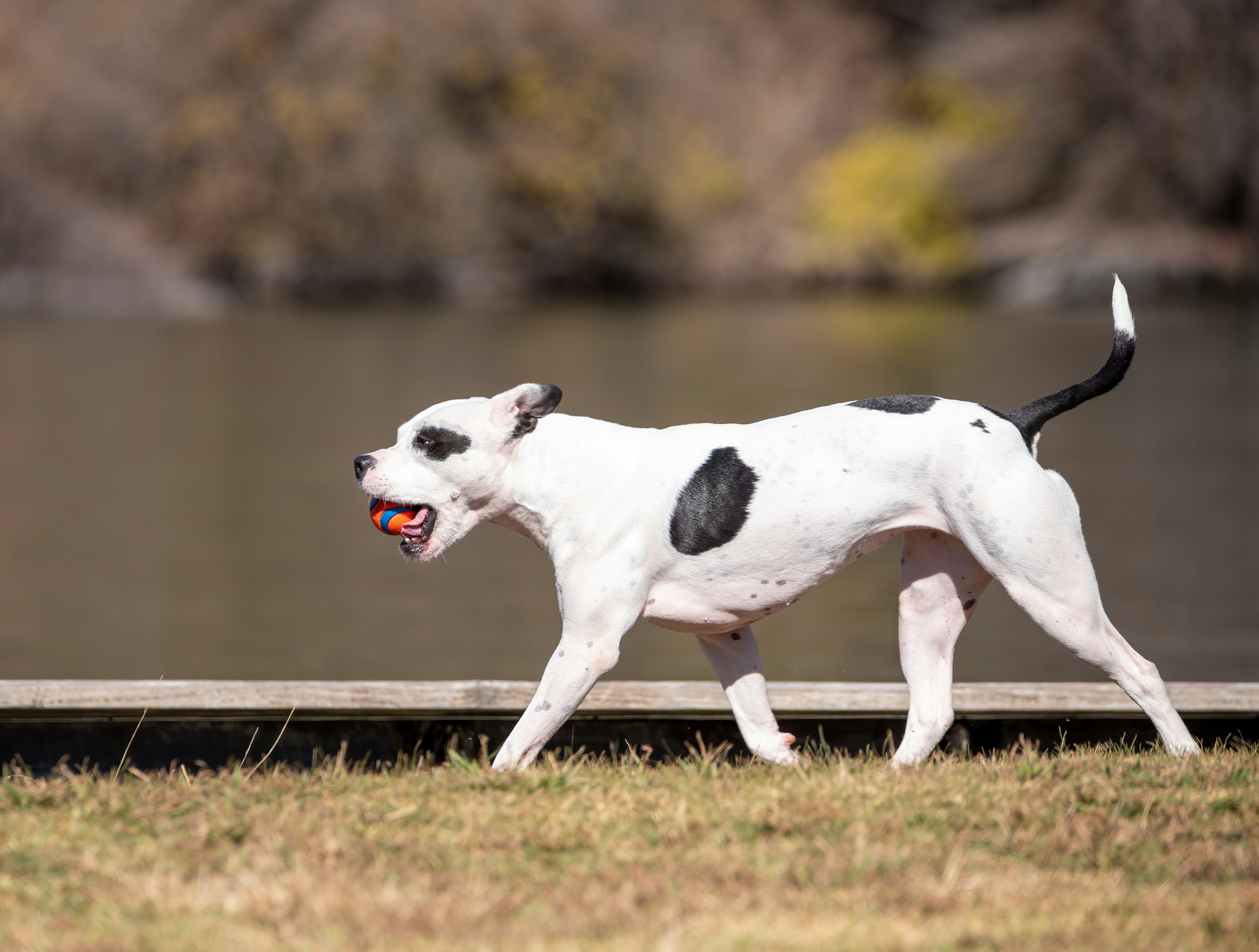 Hundeauslaufzone Eilenau / Von-Essen-Straße