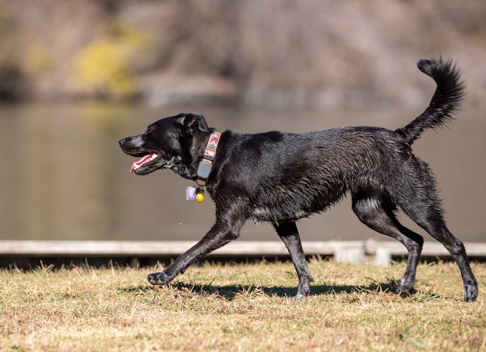 black labrador retriever running on brown grass field during daytime