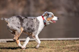 Australian Shepherd running energetically through a forest trail.
