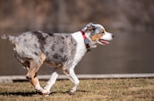 A lively Australian Shepherd dog with a multicolored coat is running energetically across a grassy field. It has a distinct red collar around its neck, and its fur appears slightly wet, suggesting it may have been playing in water. The sun is shining, casting clear shadows, and the background features a blurred view of a calm lake.