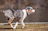 Australian Shepherd running joyfully through a green meadow on a bright day.