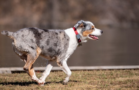 A lively Australian Shepherd dog with a multicolored coat is running energetically across a grassy field. It has a distinct red collar around its neck, and its fur appears slightly wet, suggesting it may have been playing in water. The sun is shining, casting clear shadows, and the background features a blurred view of a calm lake.