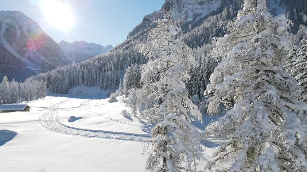 Schneebedeckte Bäume und Berge tagsüber