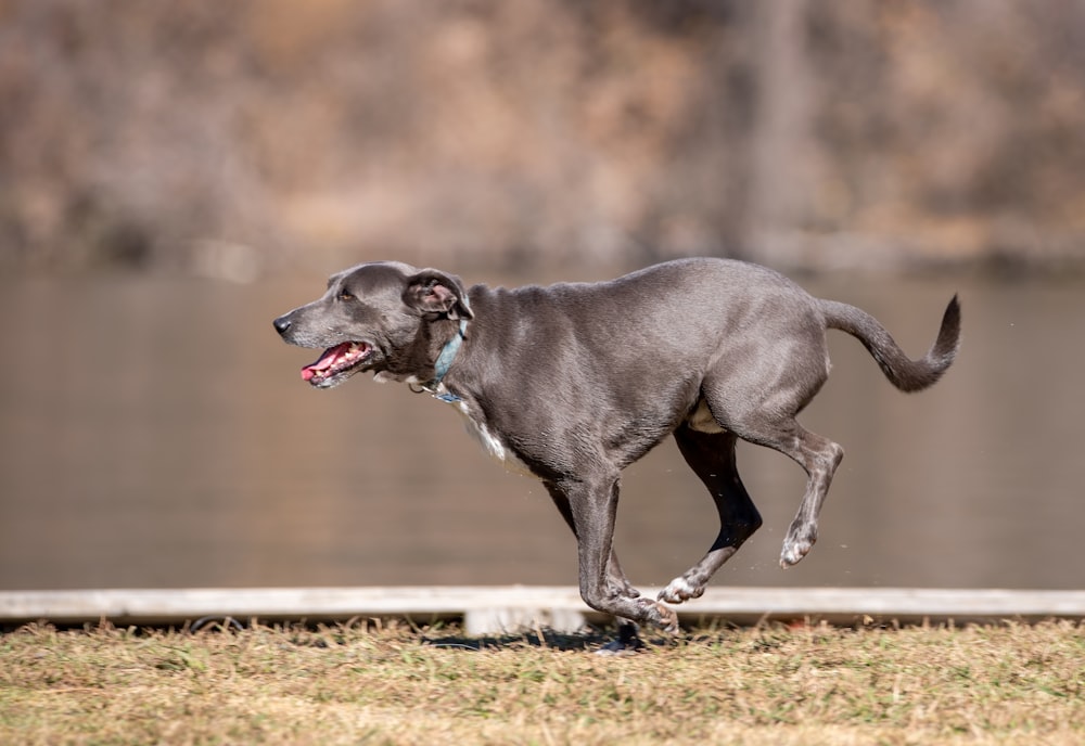 Perro de tamaño mediano de pelaje corto negro en un campo de hierba marrón durante el día