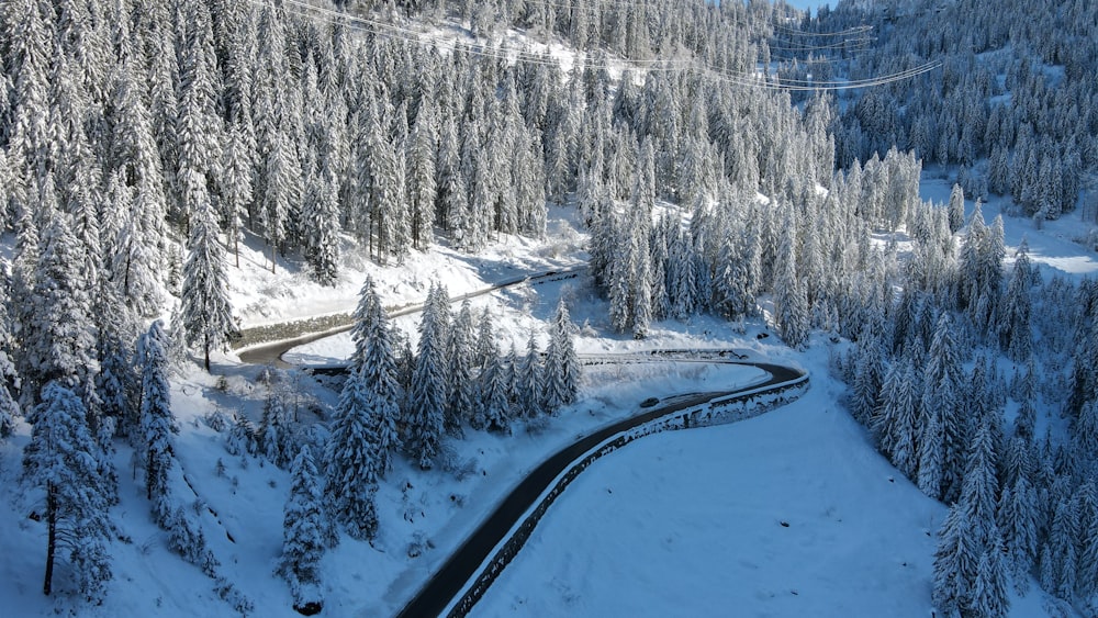 snow covered trees and road during daytime