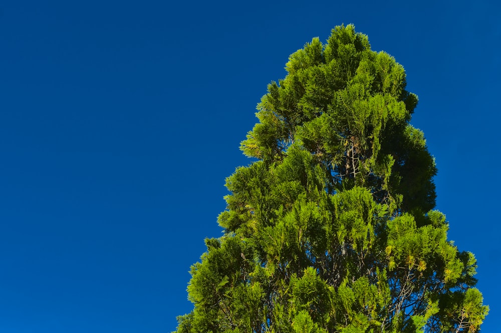 green trees under blue sky during daytime