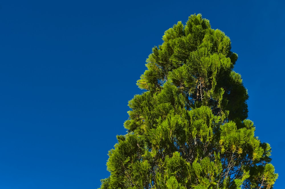 alberi verdi sotto il cielo blu durante il giorno