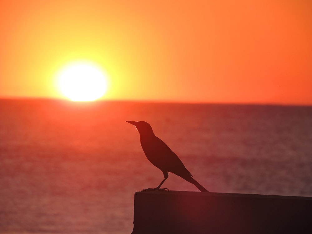 Silueta de pájaro en la valla de hormigón durante la puesta del sol