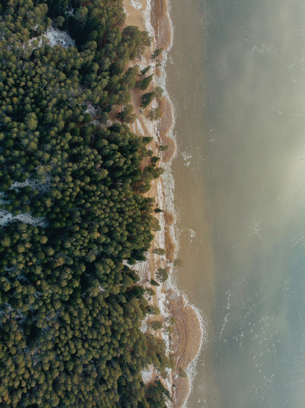 green trees near body of water during daytime