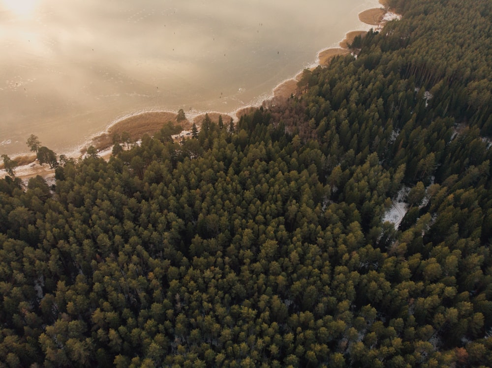 green trees on brown mountain during daytime