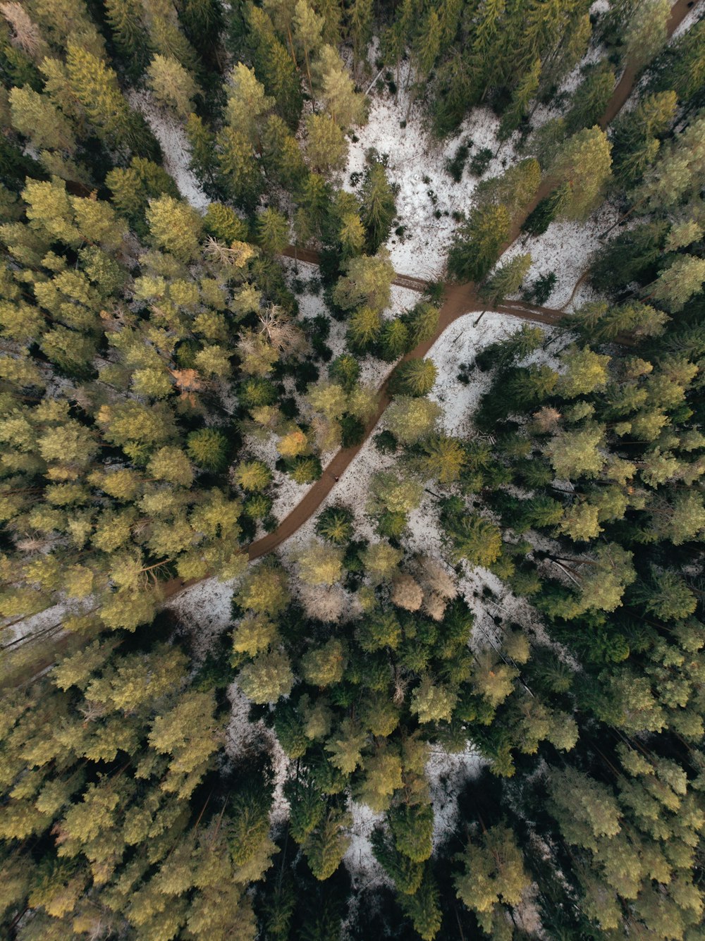 aerial view of green trees during daytime