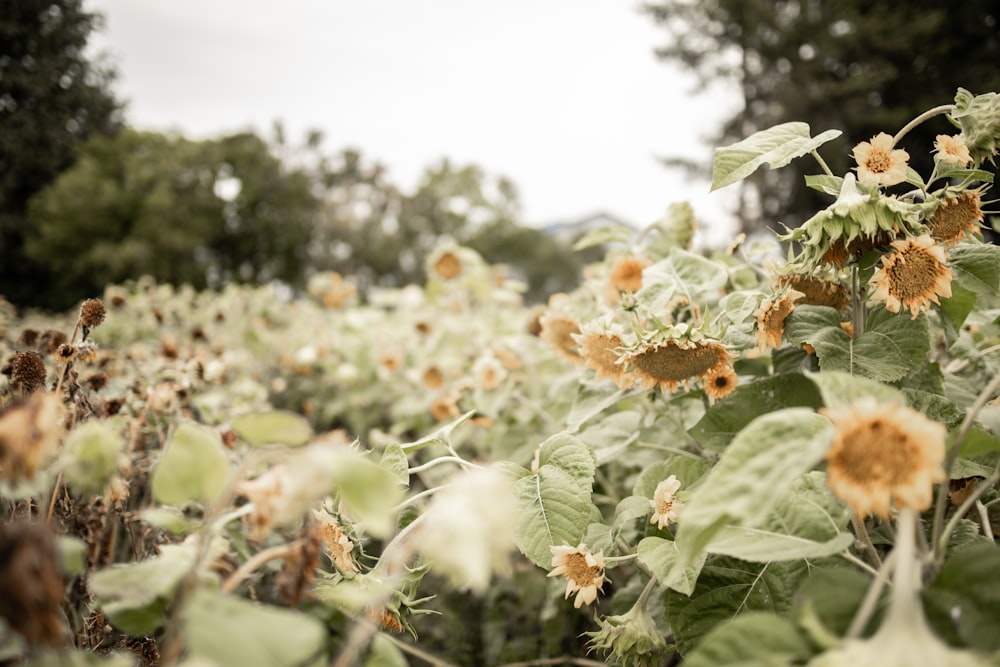 green and orange flower field during daytime