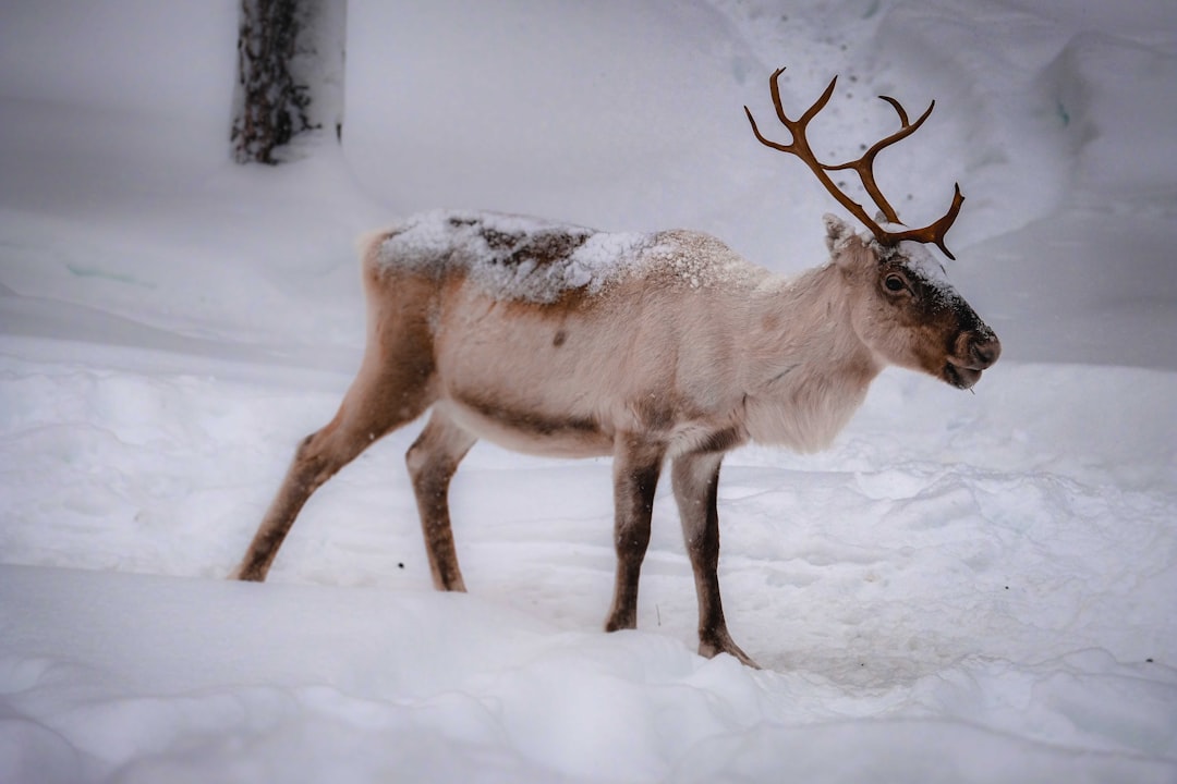 white and brown deer on snow covered ground during daytime