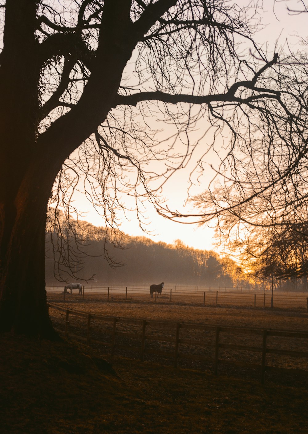 silhouette of trees during sunset