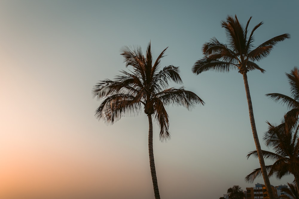 palm tree under orange sky