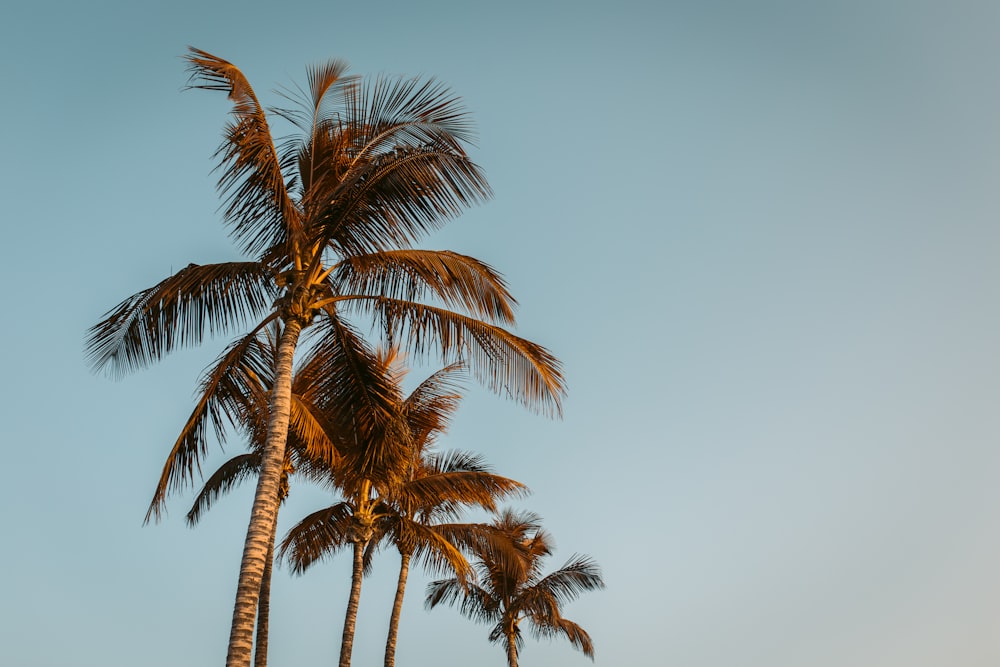 Palmbomen en helderblauwe lucht in Puerto Naos