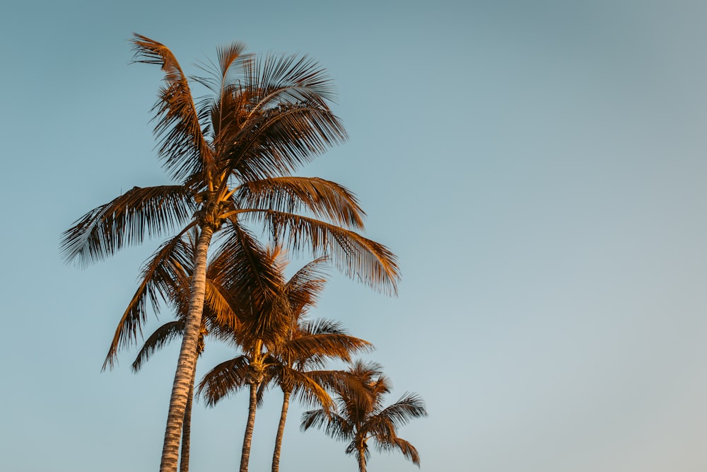 green palm tree under blue sky during daytime