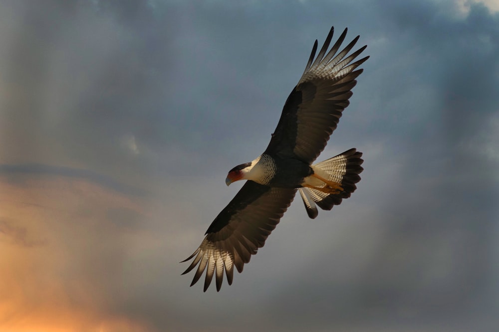 oiseau noir et blanc volant