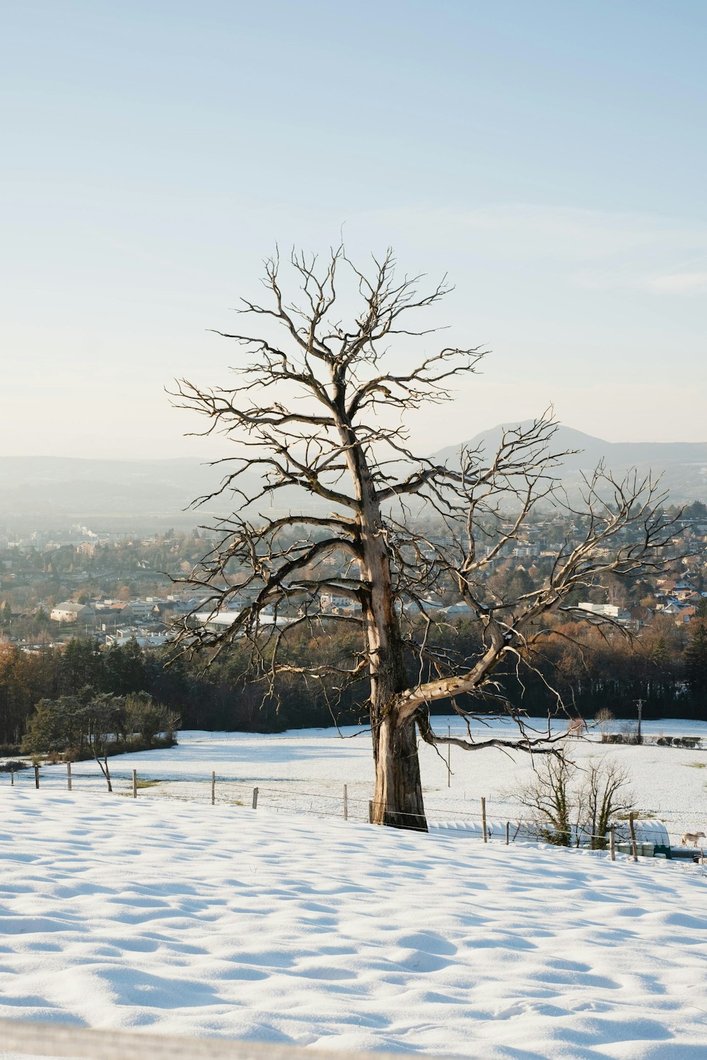 bare tree on snow covered ground during daytime