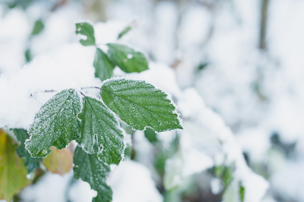 green leaf covered with snow