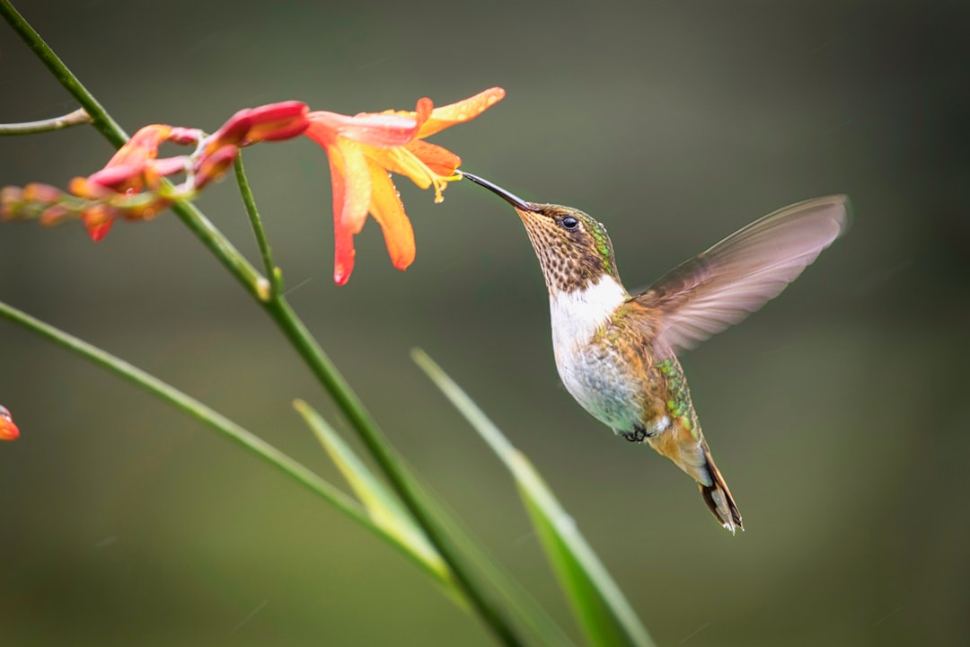 green and white humming bird flying over red flowers