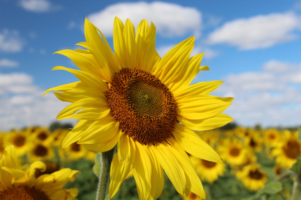 yellow sunflower under blue sky during daytime