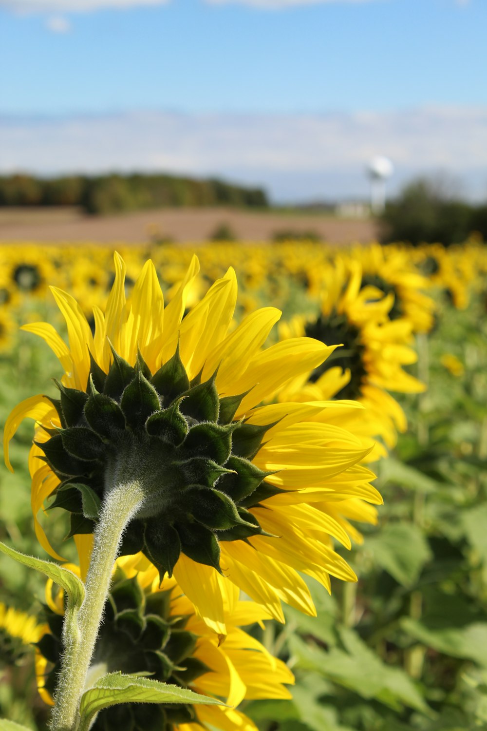 yellow sunflower field during daytime