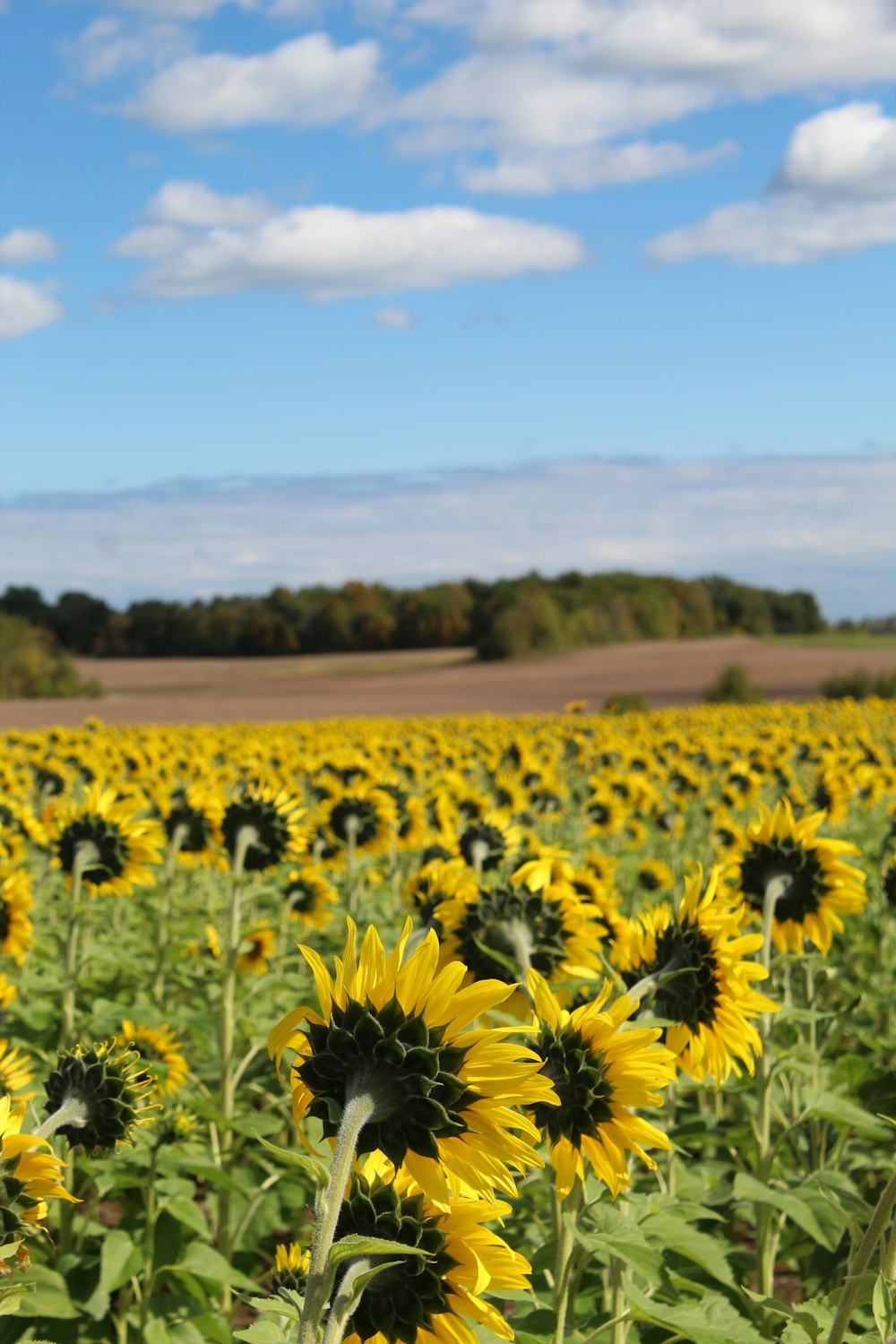 yellow flower field during daytime