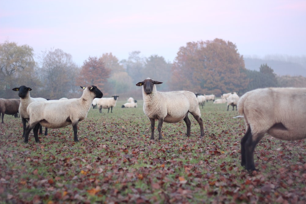 herd of sheep on green grass field during daytime