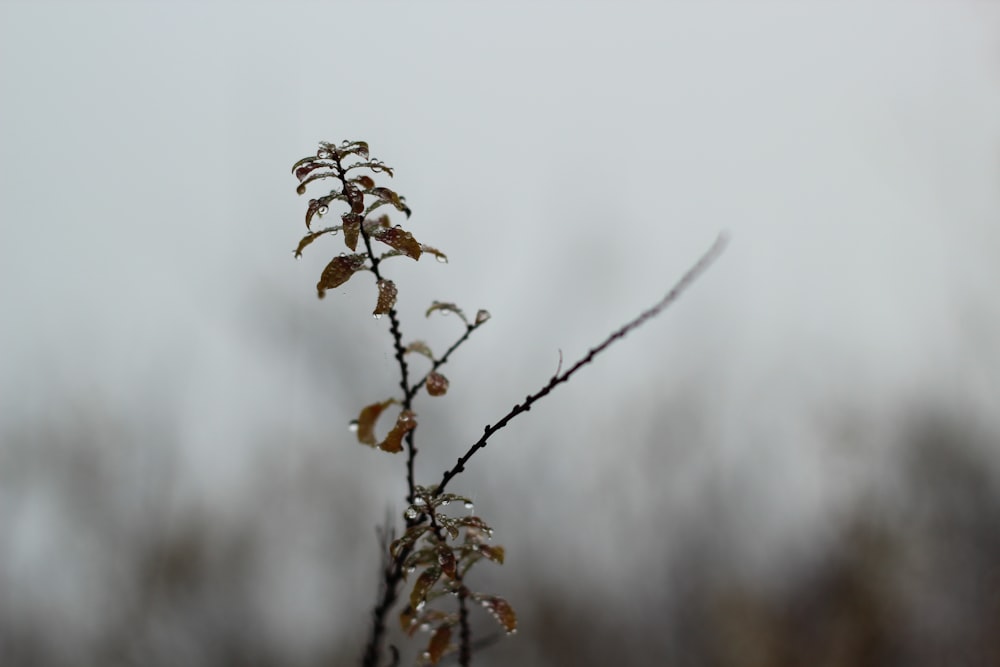 brown and white plant during daytime