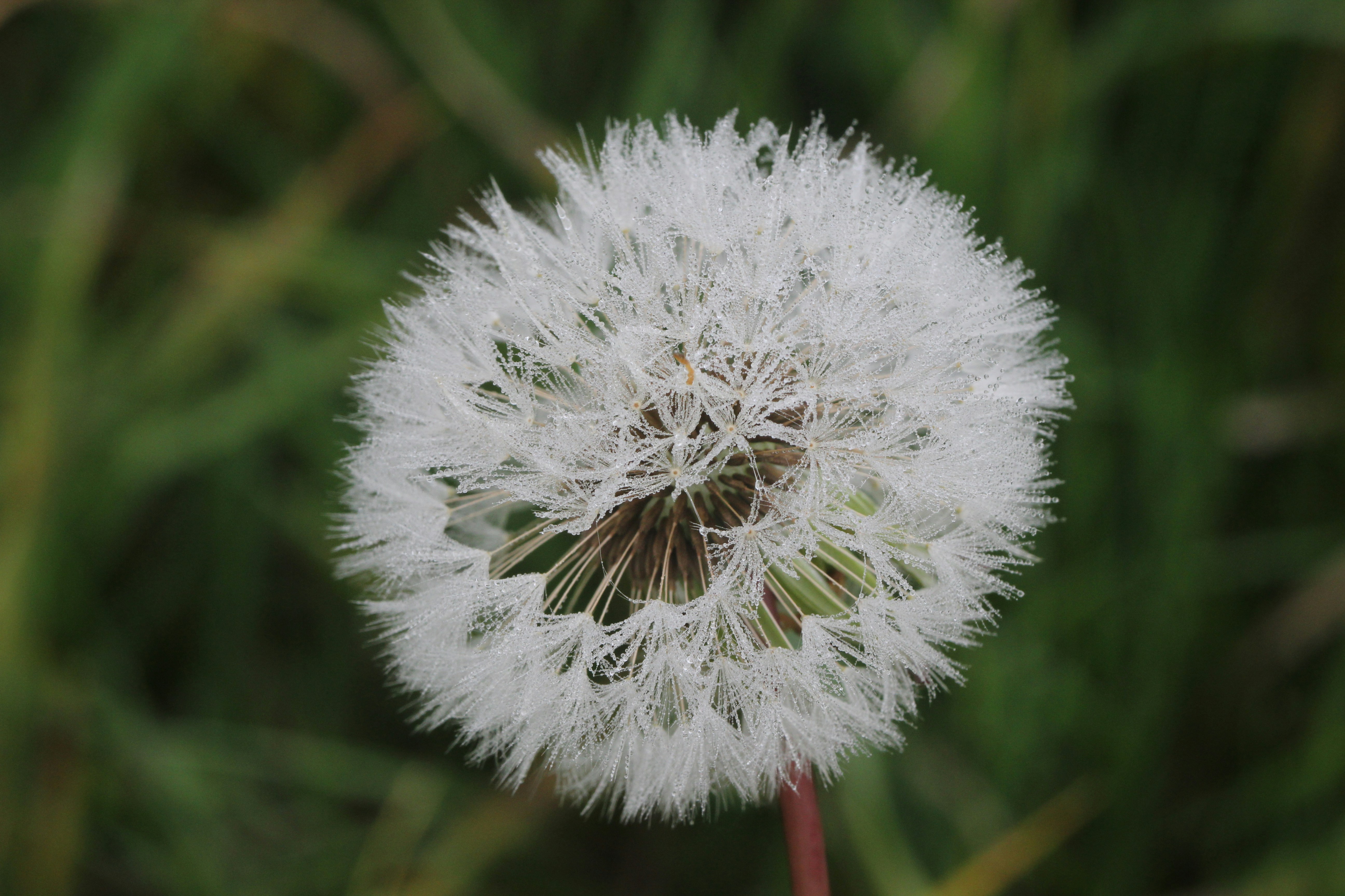 Photo by bigponorris