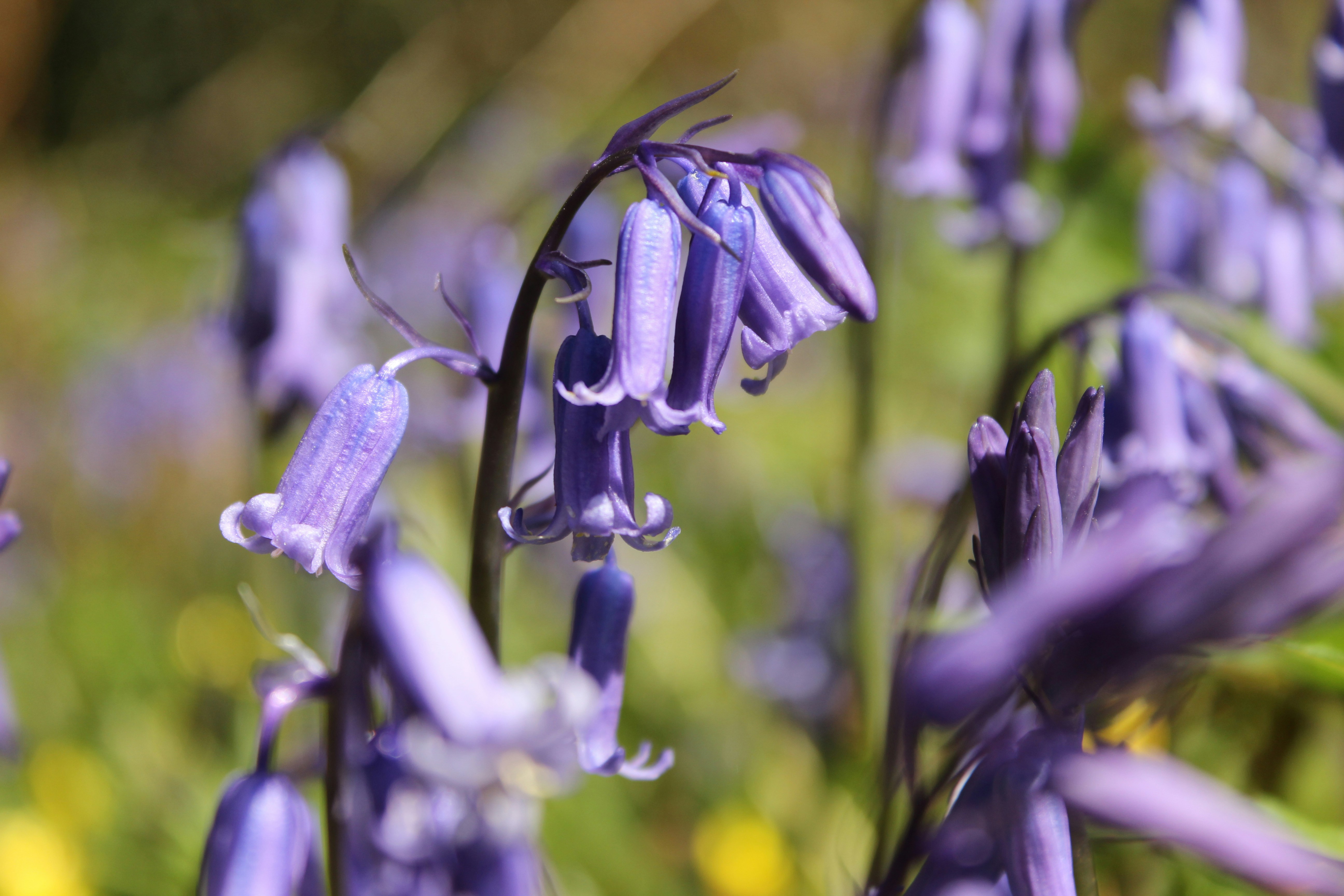 Photo by bigponorris