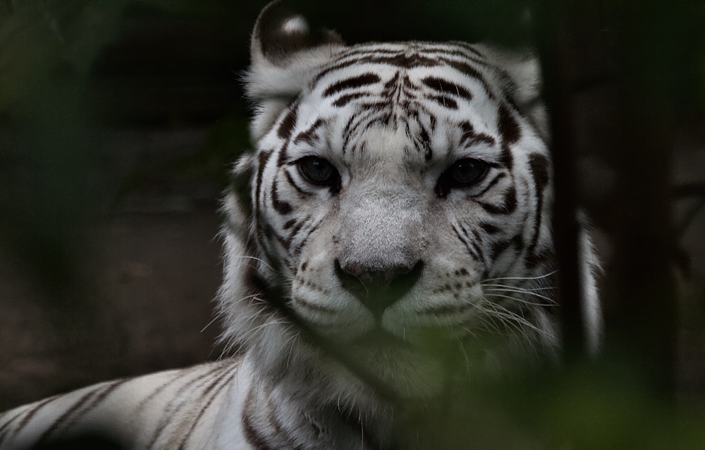 tigre blanco y negro acostado sobre una superficie de madera marrón