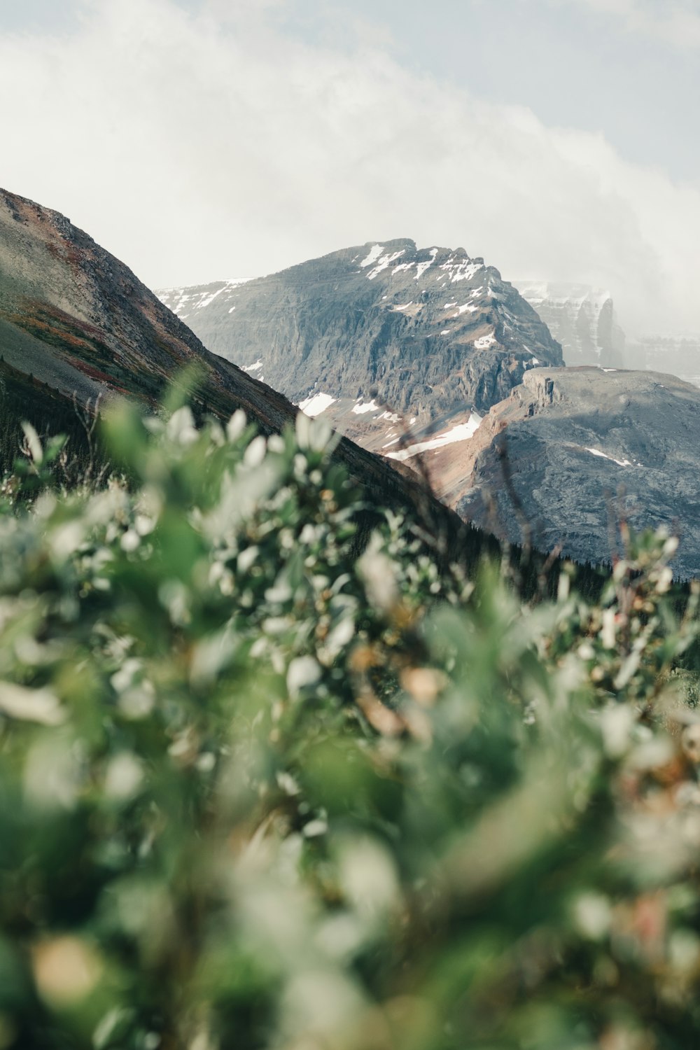 green grass and snow covered mountains during daytime