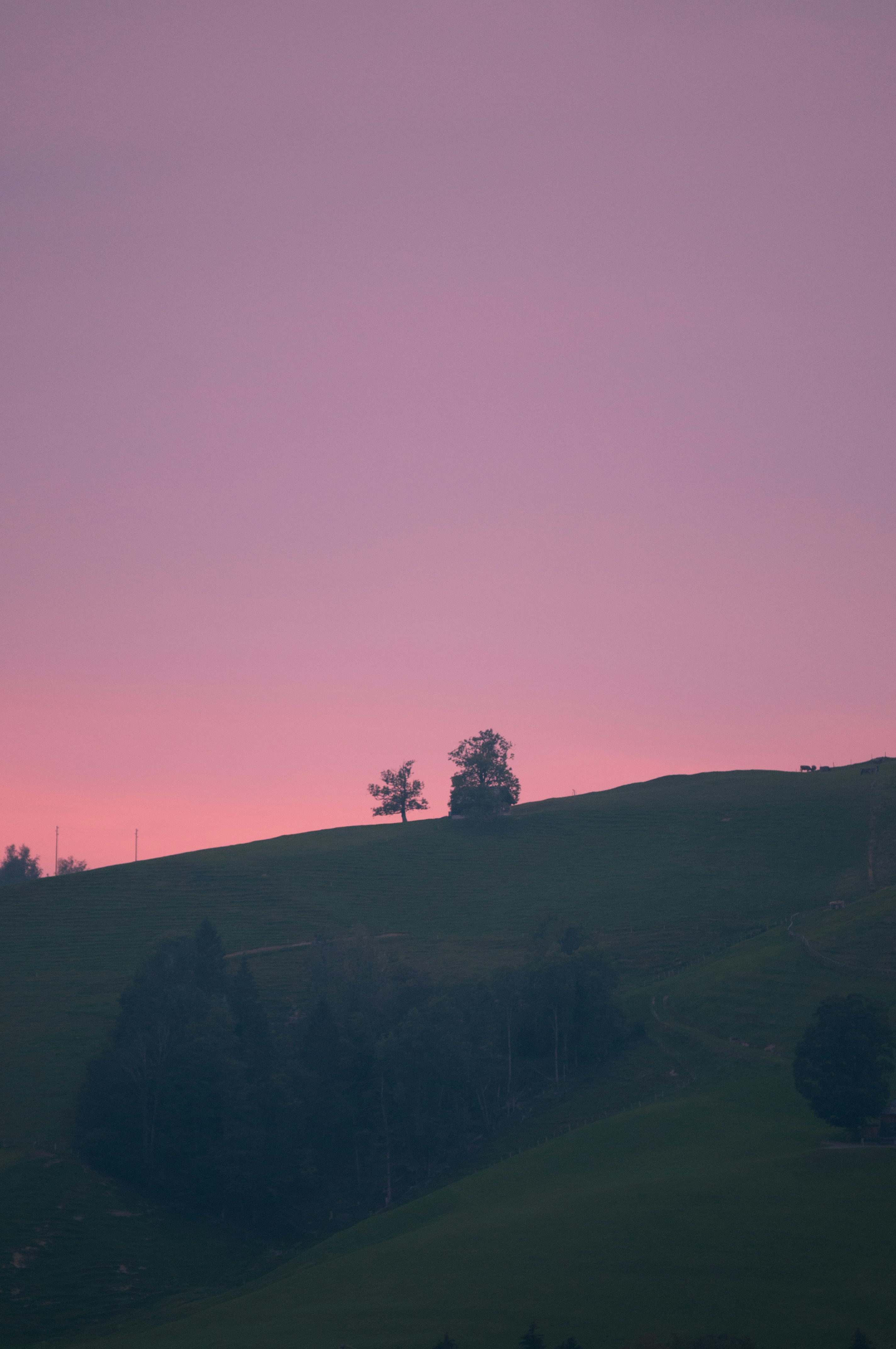 silhouette of trees on hill during sunset