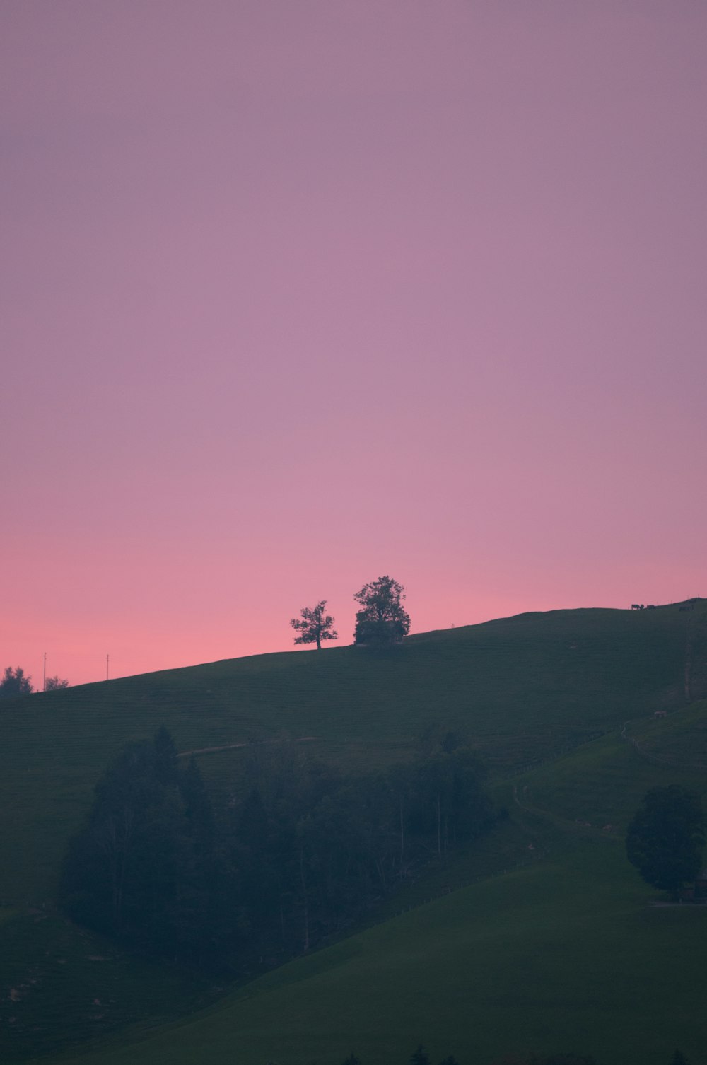 silhouette of trees on hill during sunset