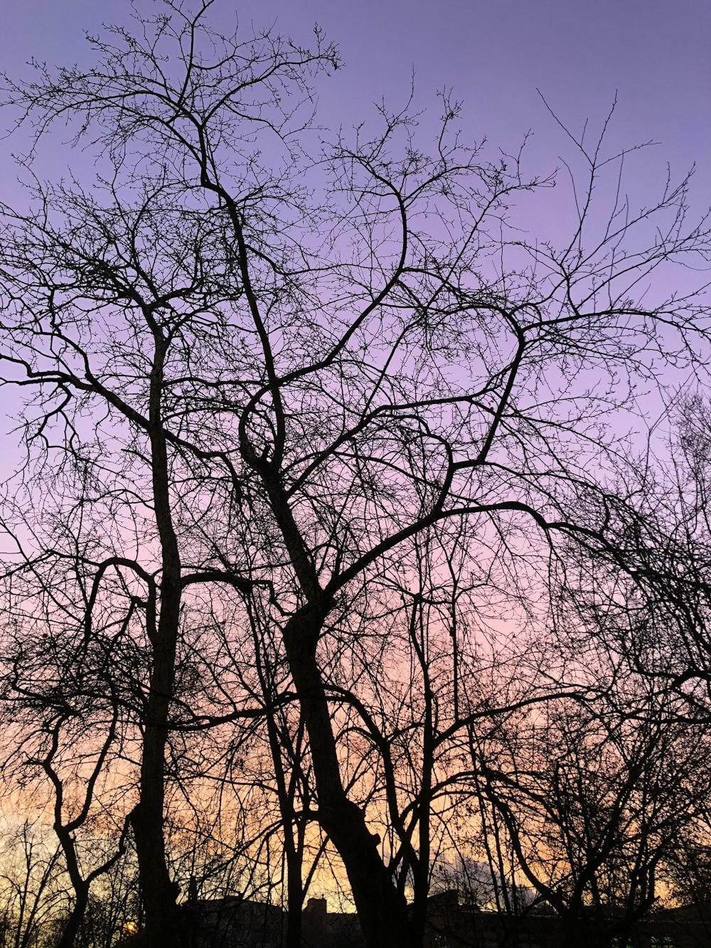 leafless trees under blue sky during daytime