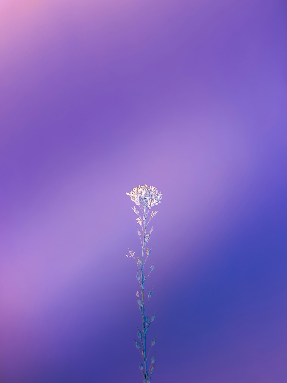 green plant in tilt shift lens