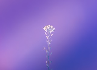 green plant in tilt shift lens