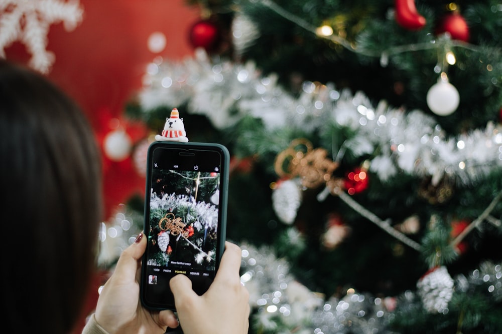 person holding black iphone 5 taking photo of red and white flowers