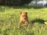 A small brown puppy is sitting on a lush green grass lawn in a sunny outdoor setting. Some dry leaves and twigs are scattered around on the grass. In the background, there are trees and a partly visible white structure.