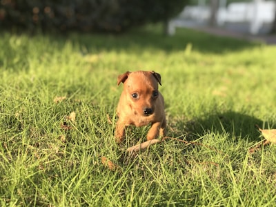 A small brown puppy is sitting on a lush green grass lawn in a sunny outdoor setting. Some dry leaves and twigs are scattered around on the grass. In the background, there are trees and a partly visible white structure.