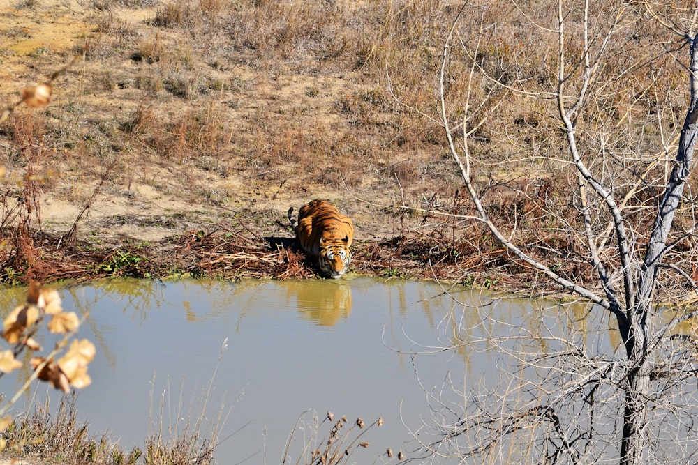 brown dog on water during daytime