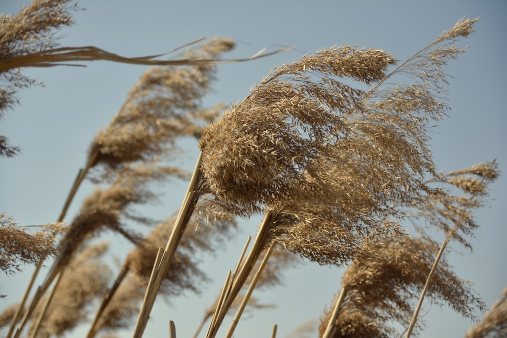 brown wheat under blue sky during daytime