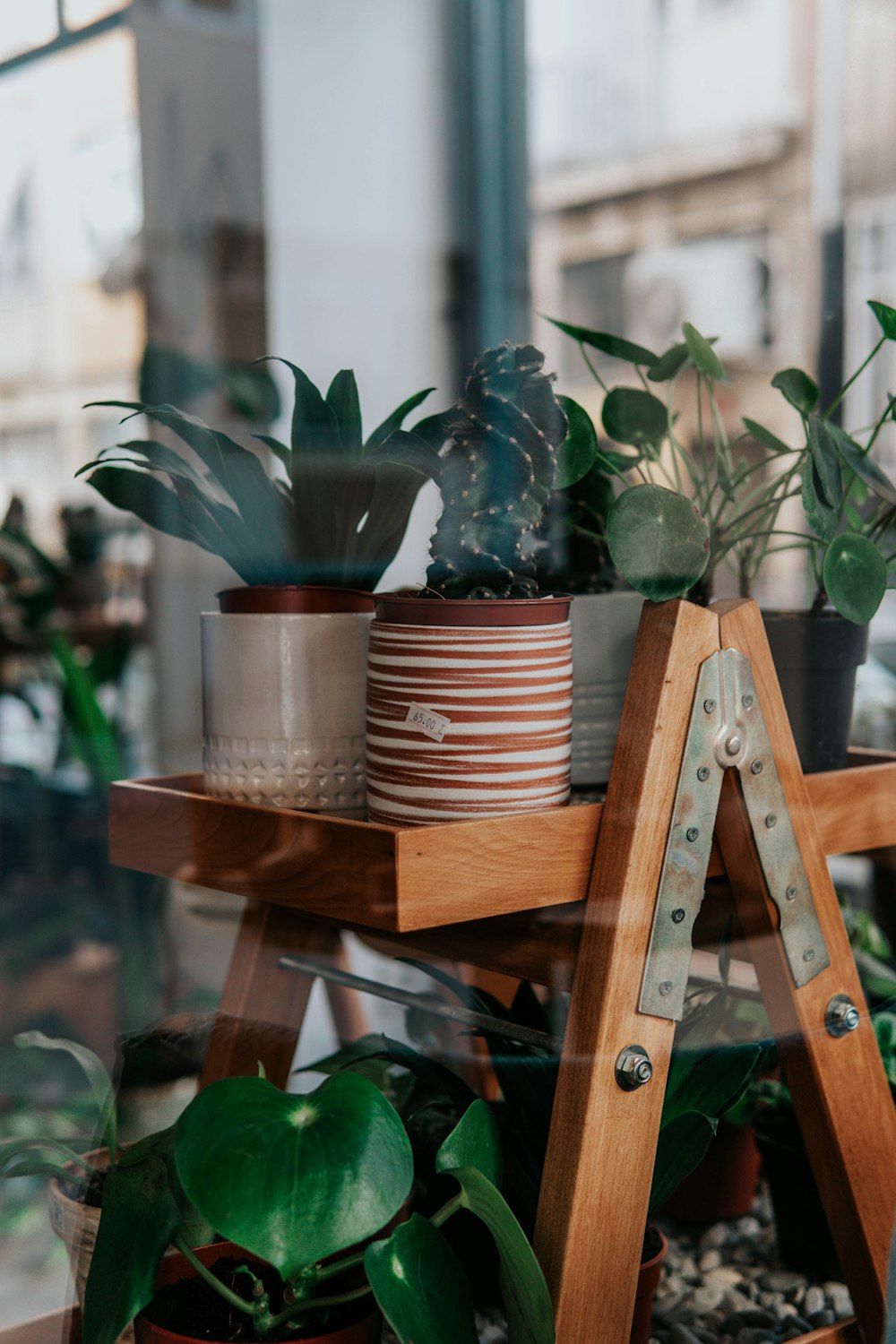 green plant on brown wooden table