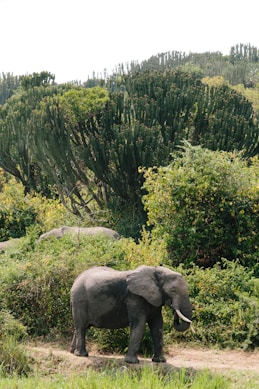 elephant standing on green grass field during daytime